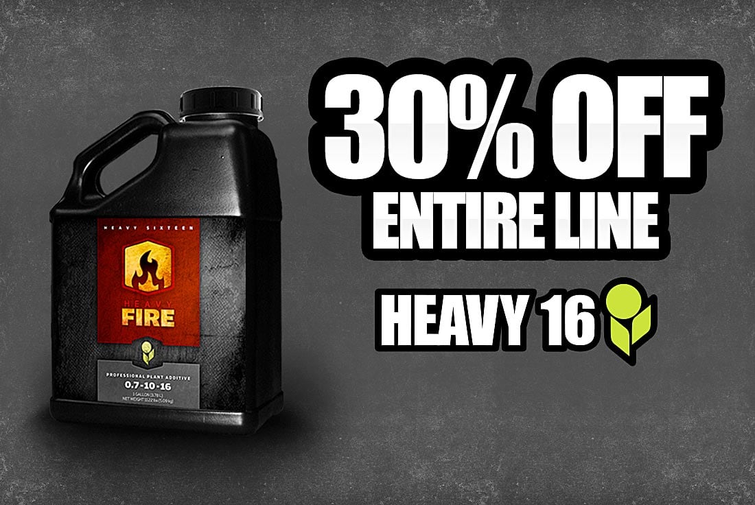 Heavy 16, 30% off in the month of August!